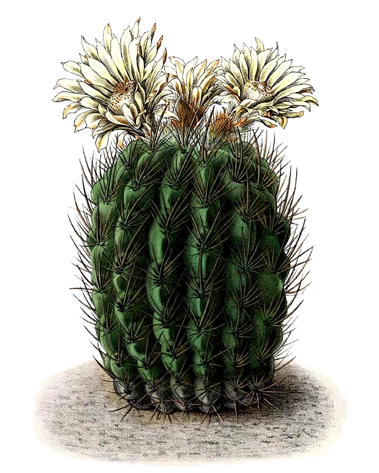 Echinocactus ebenacanthus BlKakteenT51
