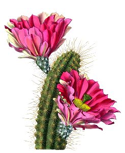 Echinocereus fendleri BlKakteenT143