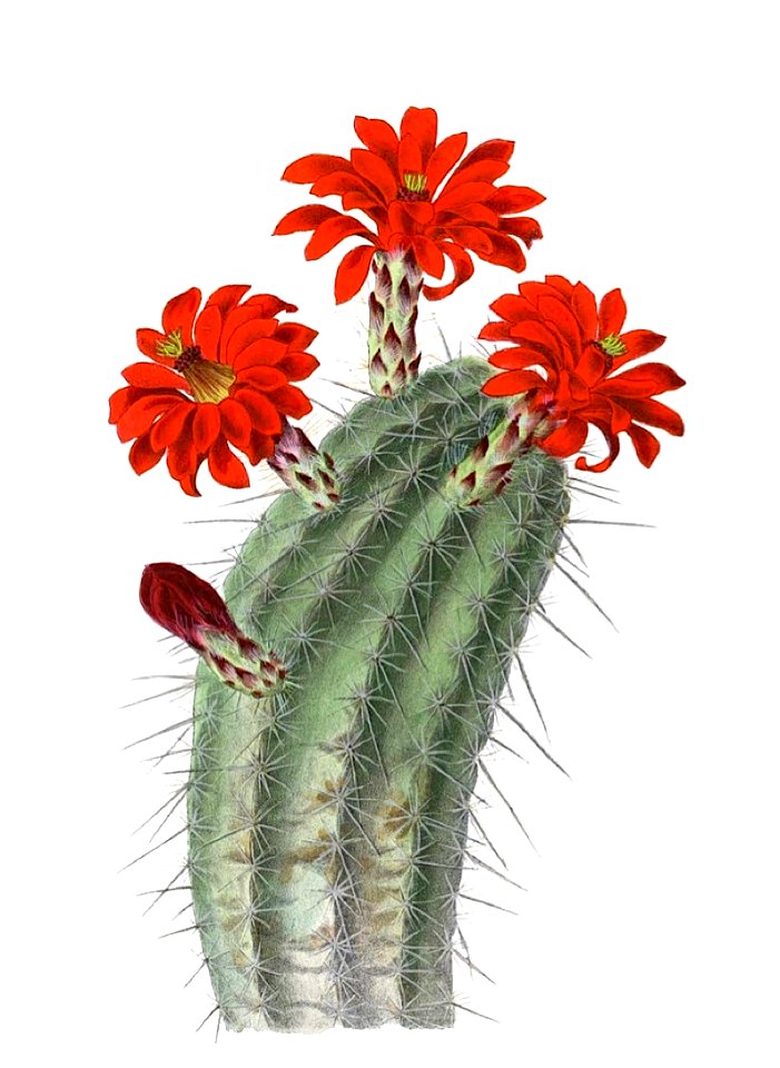 Echinocereus polyacanthus polyacanthus pm