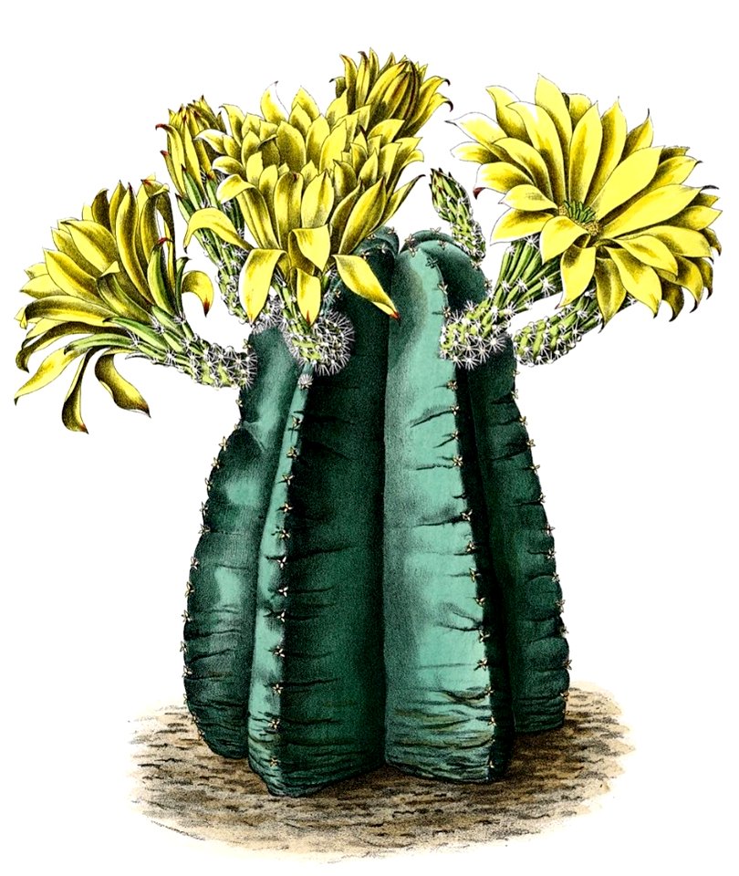 Echinocereus subinermis BlKakteenT3