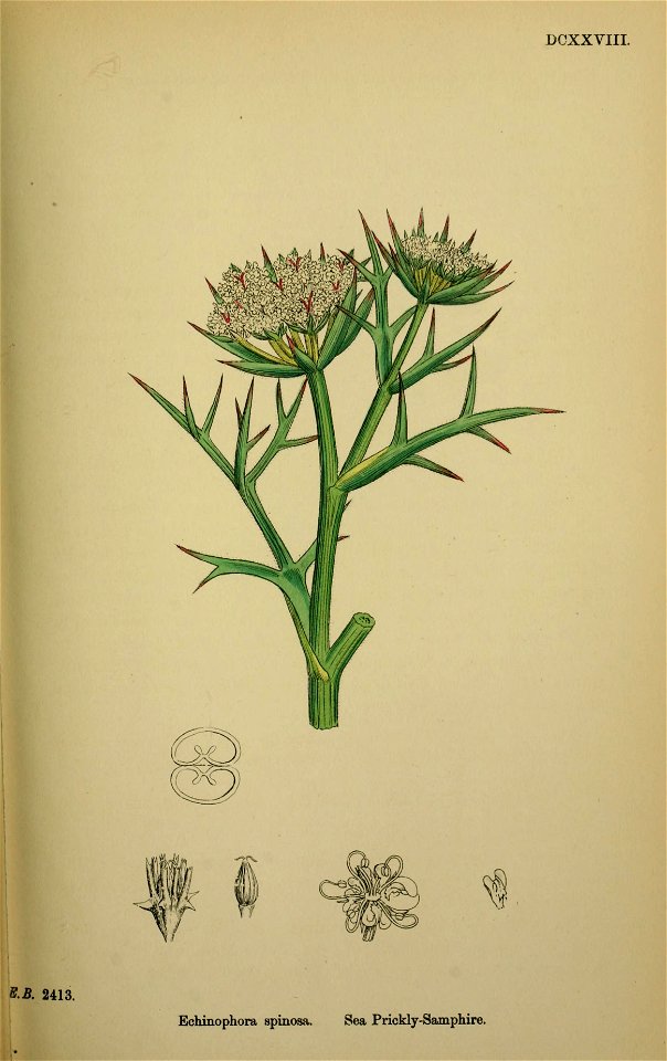 Echinophora spinosa - English botany, or, Coloured figures of British plants - vol. 4 (ed. 3) - t. 628