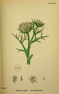 Echinophora spinosa - English botany, or, Coloured figures of British plants - vol. 4 (ed. 3) - t. 628