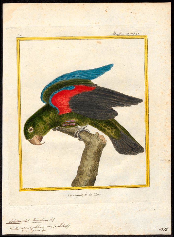 Eclectus polychlorus - 1700-1880 - Print - Iconographia Zoologica - Special Collections University of Amsterdam - UBA01 IZ18500255