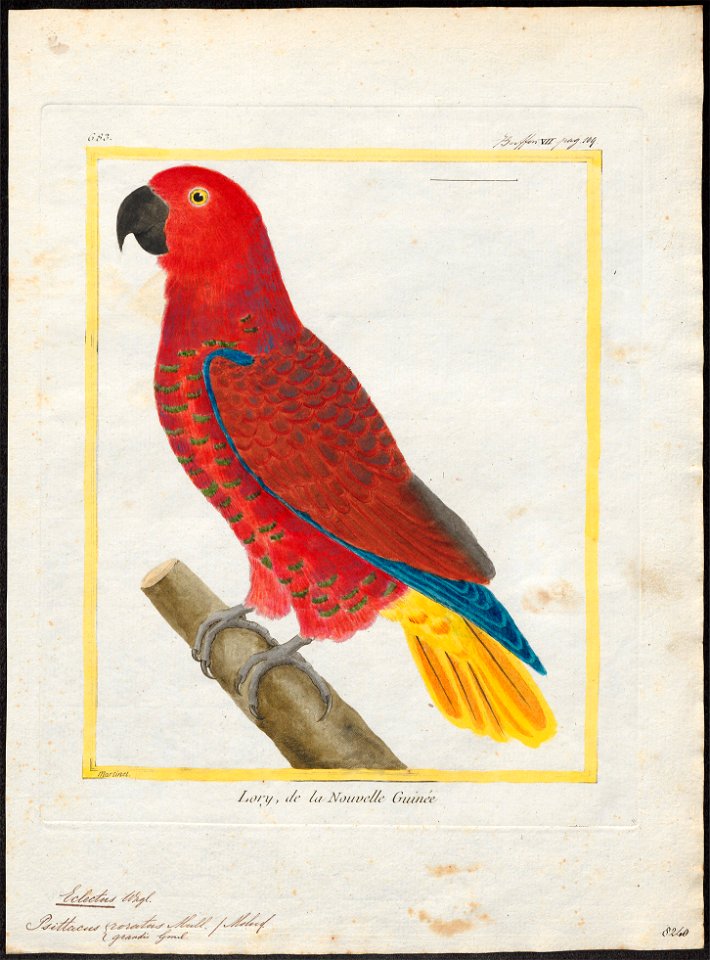 Eclectus roratus - 1700-1880 - Print - Iconographia Zoologica - Special Collections University of Amsterdam - UBA01 IZ18500247