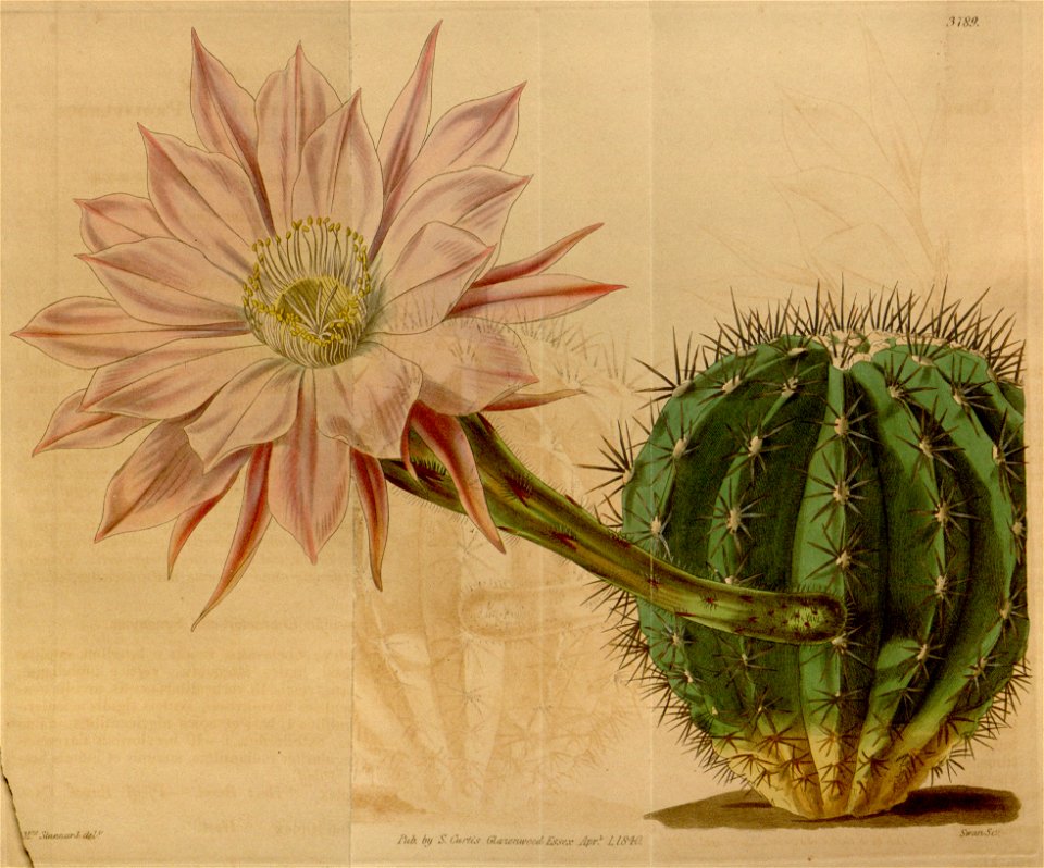 Echinopsis eyriesii (Cereus multiplex) Bot. Mag. 66. 3789. 1839