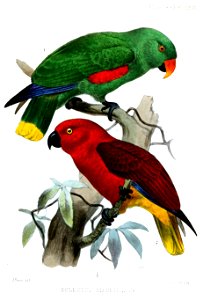 EclectusRiedeliSmit