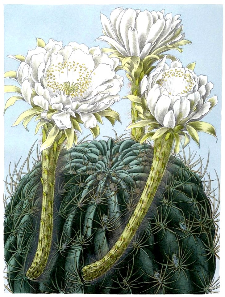 Echinopsis obrepanda ssp obrepanda BlKakteenT100