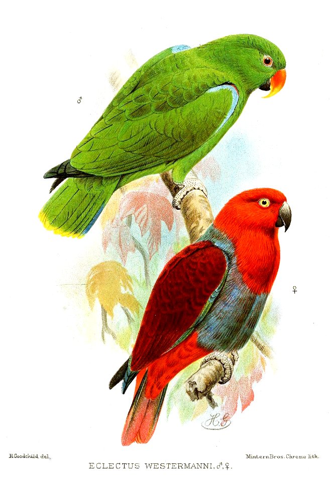 Eclectus roratus westermani