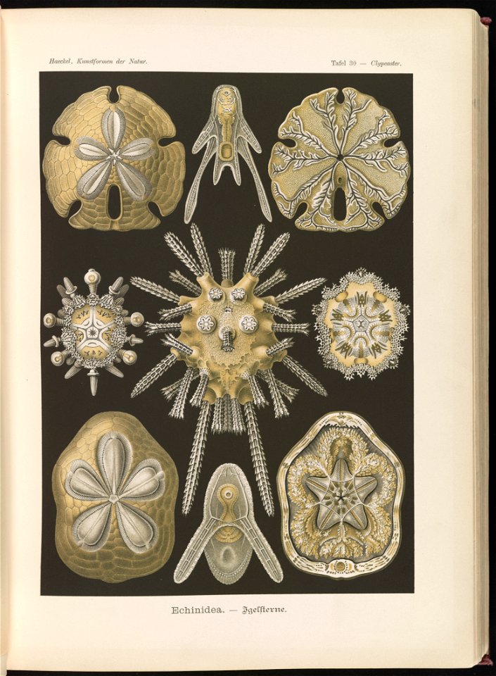 Echinidea. - Igelsterne LCCN2015648916