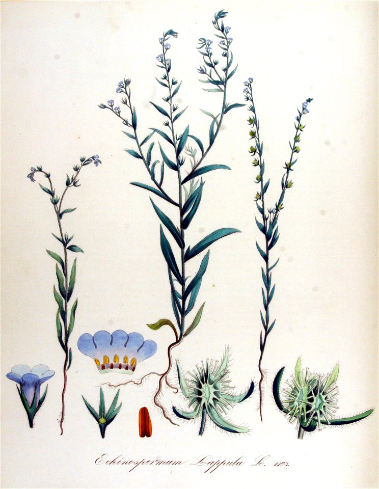 Echinosperum lappula — Flora Batava — Volume v14