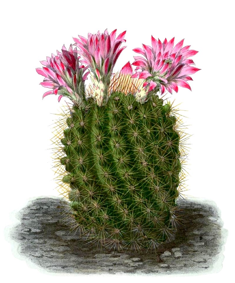 Echinocactus BlKakteenT133