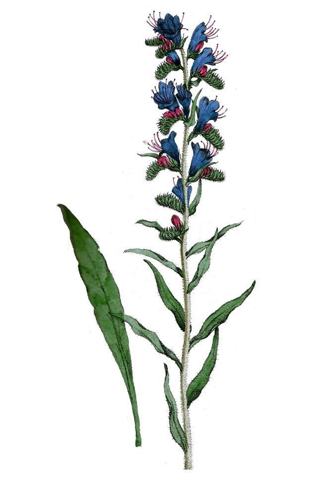 Echium vulgare L ag1