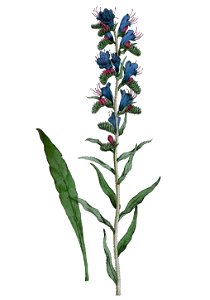 Echium vulgare L ag1. Free illustration for personal and commercial use.
