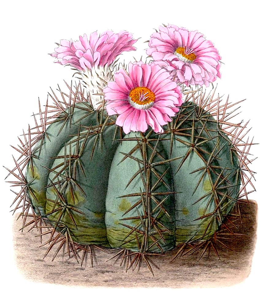 Echinocactus horizonthalonius BlKakteenT117
