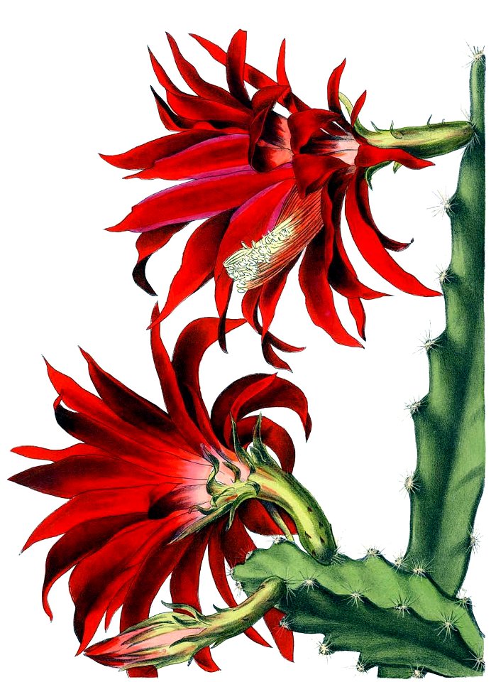 Echinocereus coccineus BlKakteenT118