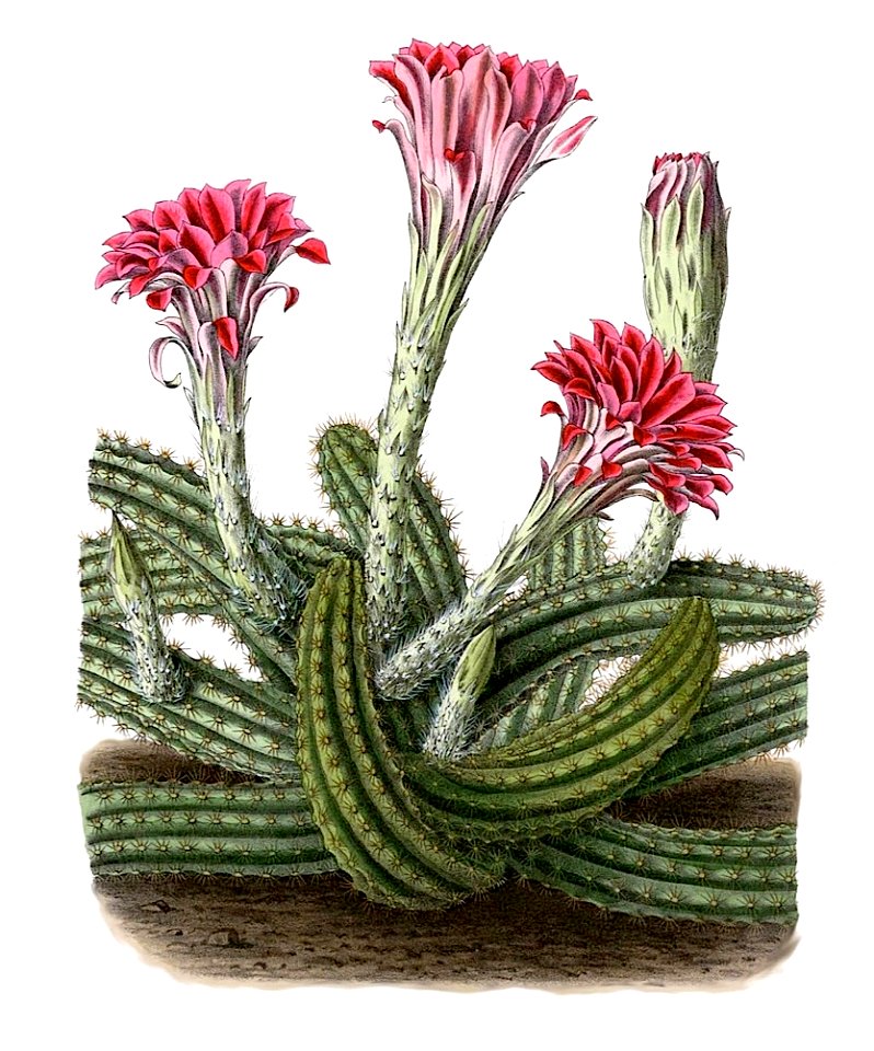 Echinocereus scheeri BlKakteen Tafel 14