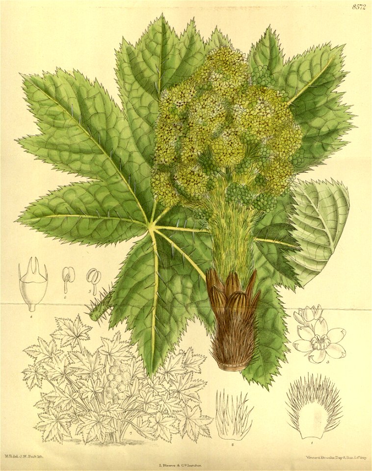 Echinopanax horridus 140-8572