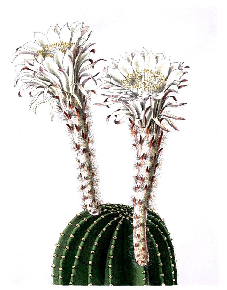 Echinopsis eyriesii BlKakteenT72