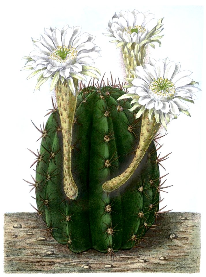 Echinopsis rhodotricha BlKakteenT76