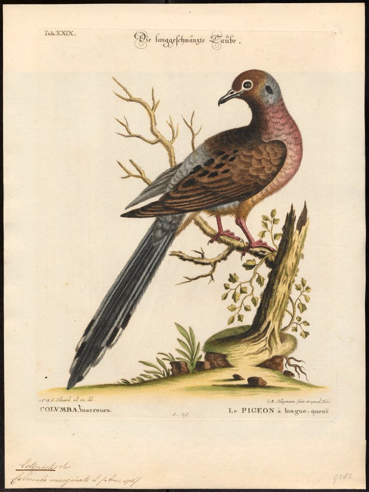 Ectopistes marginata - 1700-1880 - Print - Iconographia Zoologica - Special Collections University of Amsterdam - UBA01 IZ15600351