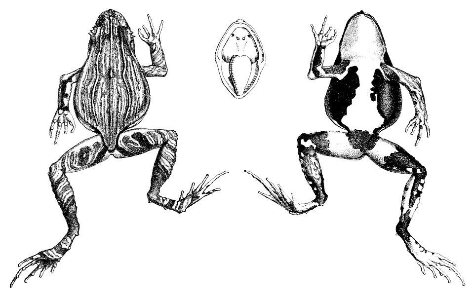 Edalorhina perezi (1)