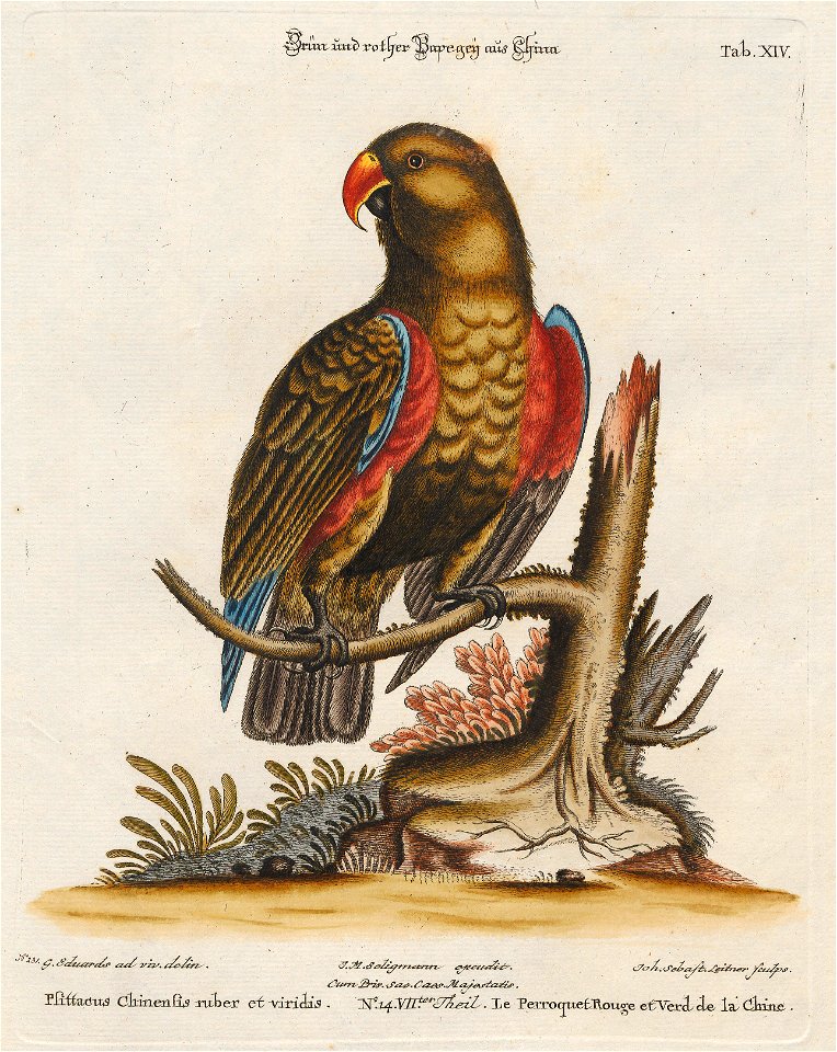 Eclectus polychlorus - 1700-1880 - Print - Iconographia Zoologica - Special Collections University of Amsterdam - UBA01 IZ18500258