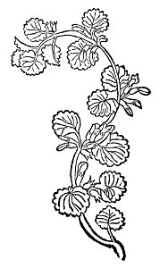 Edera terrestis Gart