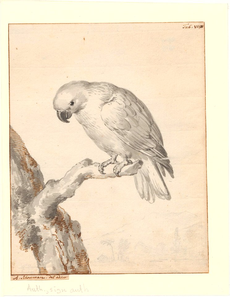 Eclectus roratus - 1710-1792 - Print - Iconographia Zoologica - Special Collections University of Amsterdam - UBA01 IZA1000726