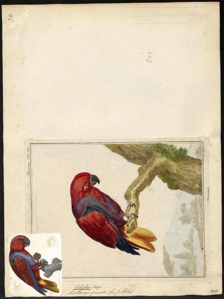 Eclectus roratus - 1700-1880 - Print - Iconographia Zoologica - Special Collections University of Amsterdam - UBA01 IZ18500245