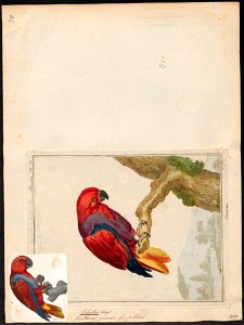 Eclectus roratus - 1700-1880 - Print - Iconographia Zoologica - Special Collections University of Amsterdam - UBA01 IZ18500245