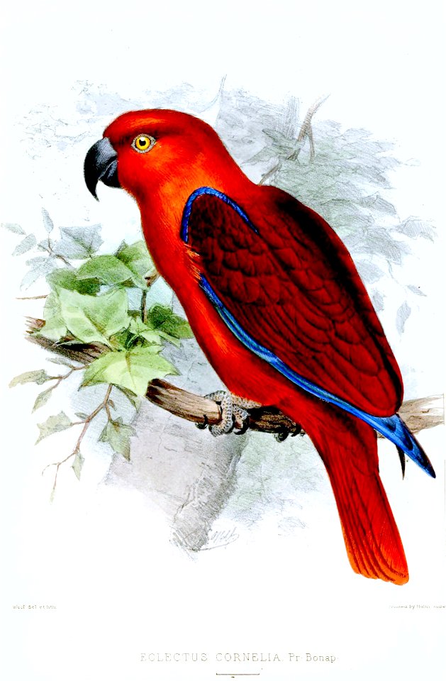 EclectusCorneliaWolf