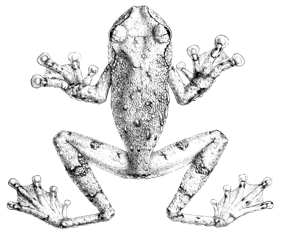 Ecnomiohyla tuberculosa
