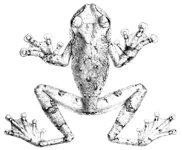 Ecnomiohyla tuberculosa