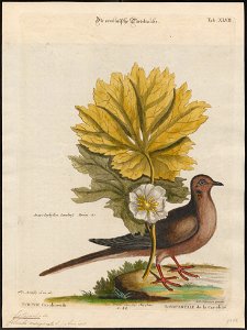 Ectopistes marginata - 1700-1880 - Print - Iconographia Zoologica - Special Collections University of Amsterdam - UBA01 IZ15600353