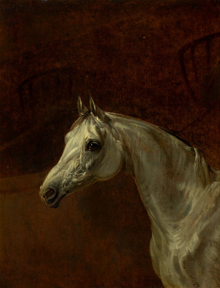Edmund Bristow (1787-1876) - Study of a Grey Horse - RCIN 404859 - Royal Collection