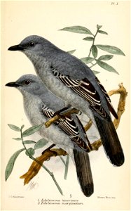 EdoliisomaKeulemans