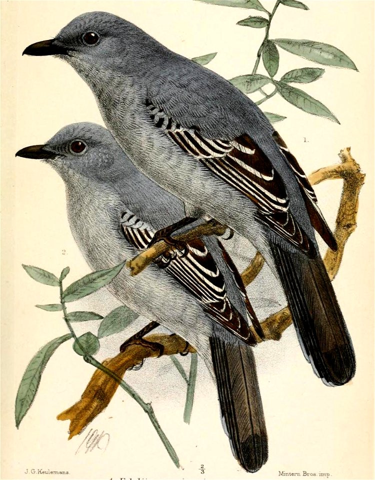 EdoliisomaKeulemans (cropped)