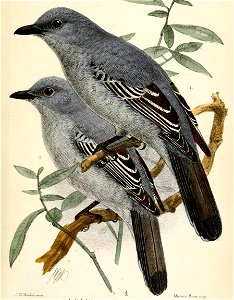 EdoliisomaKeulemans (cropped)
