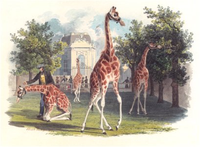 Eduard Gurk - Die erste Giraffe im Schönbrunner Tiergarten - 1828