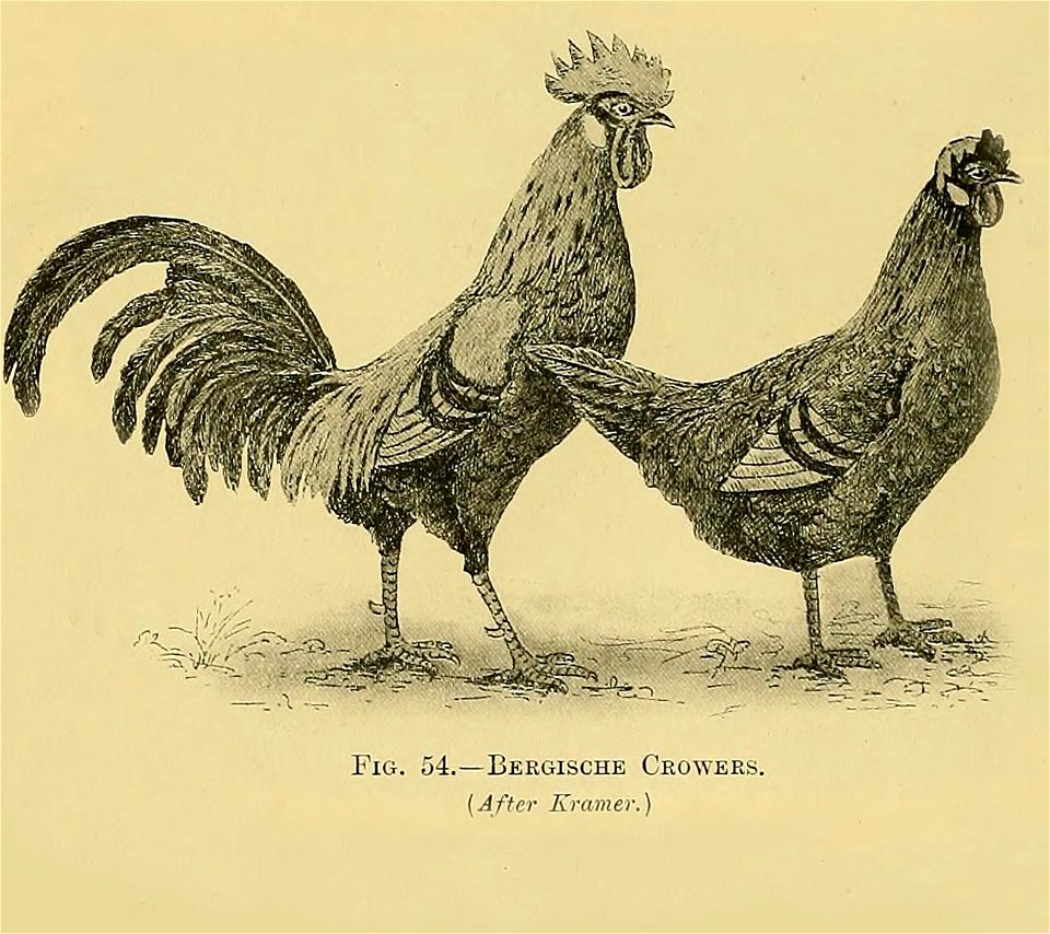 Edward Brown Races of Domestic Poultry