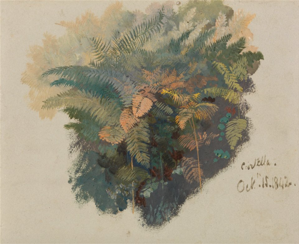 Edward Lear - A Study of Ferns, Civitella - Google Art Project