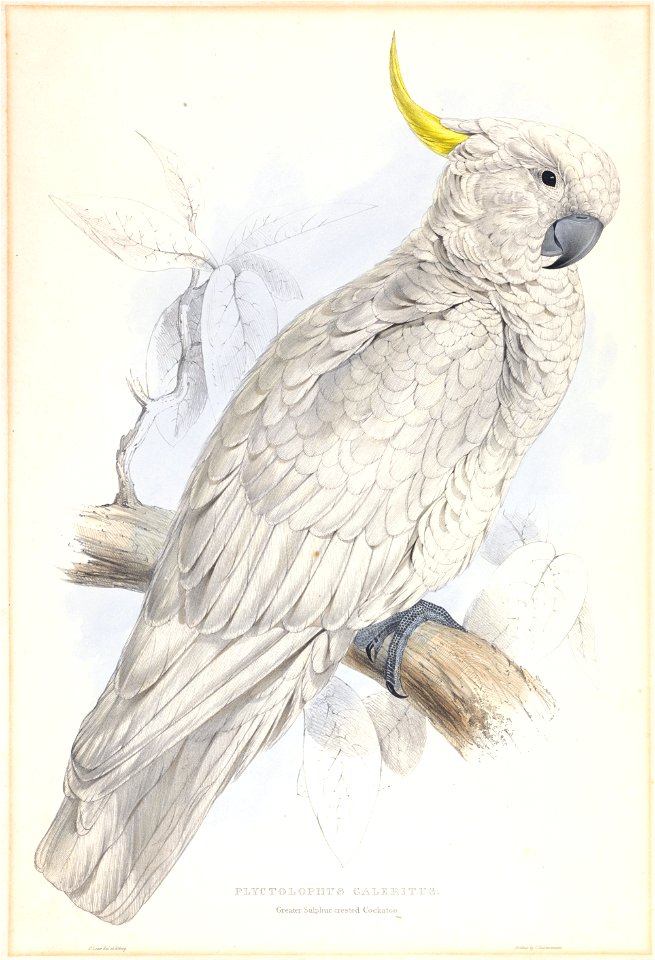 Edward Lear - Plyctolophus Galeritus. Greater Sulphur-crested Cockatoo. - Google Art Project