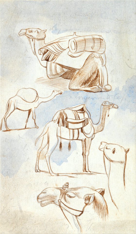 Edward Lear - Sketch studies of camels - Google Art Project