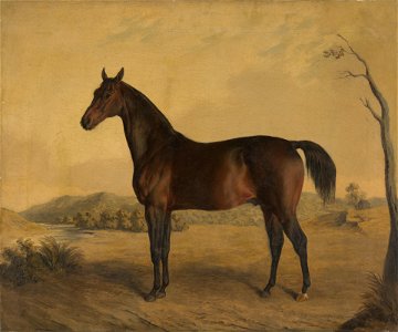 Edward Troye - Tranby - 1932.223 - Yale University Art Gallery