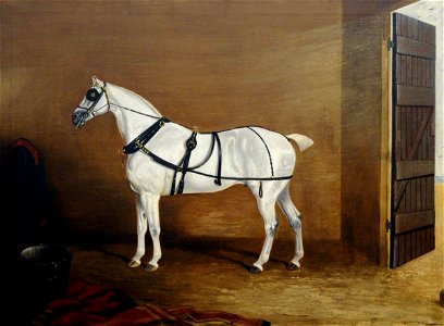 Edwin Cooper (1785-1833) - A Grey Carriage Horse in a Stable - 290351 - National Trust