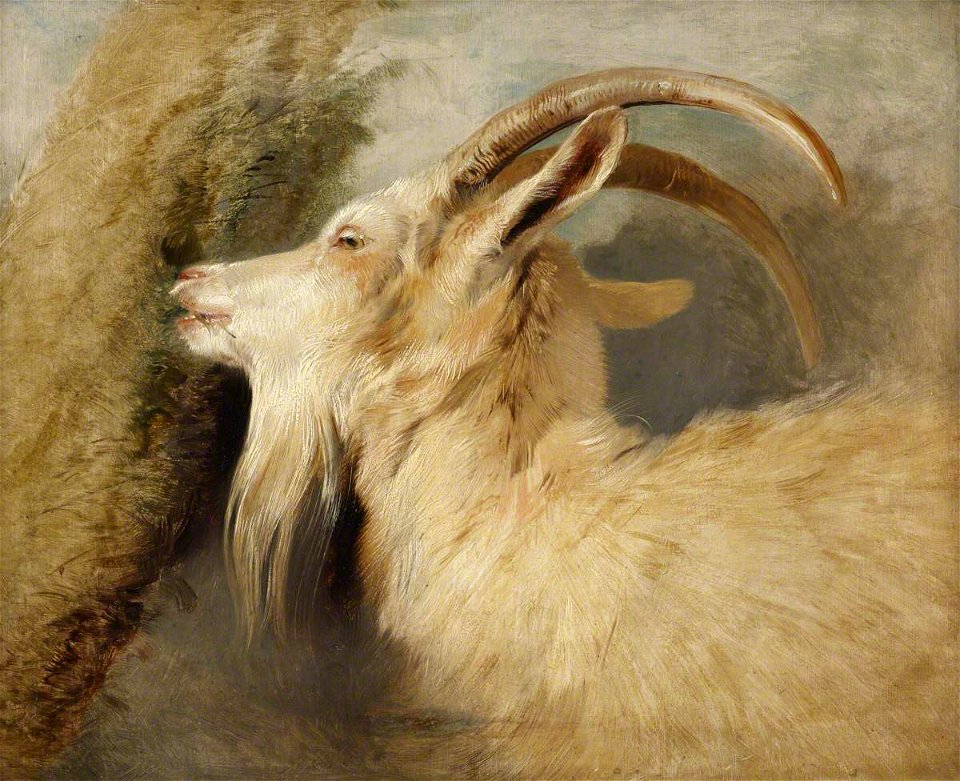 Edwin Henry Landseer (1802-1873) - Head of a Goat - 515455 - National Trust