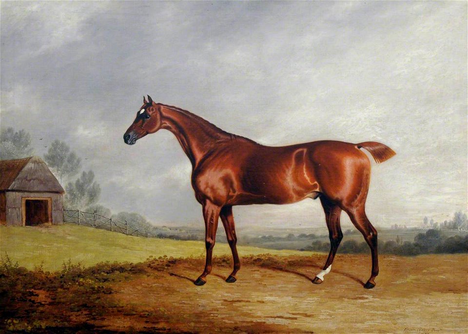 Edwin Cooper (1785-1833) - A Chestnut Hunter in a Field - 290350 - National Trust