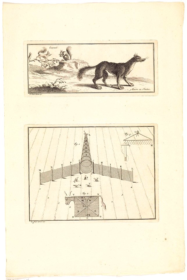 Eekhoorns, marter en vogelfuik