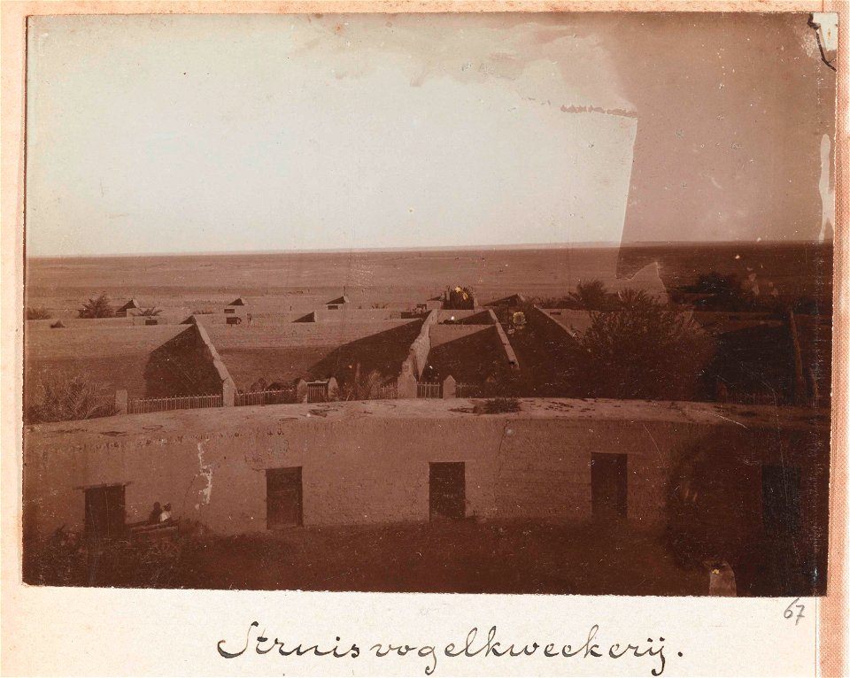 Een struisvogelkwekerij, Egypte
