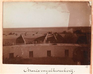 Een struisvogelkwekerij, Egypte